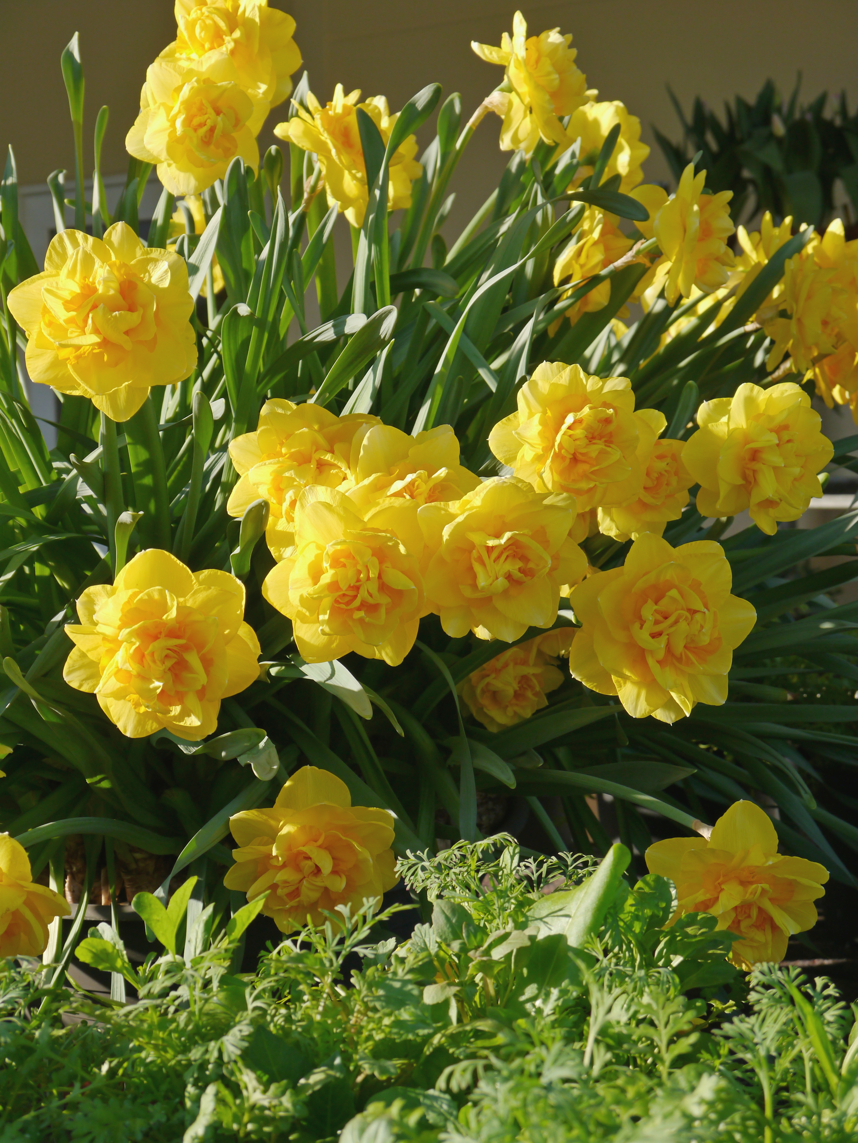 Gefüllte gelbe Narzissenblüten im Beet