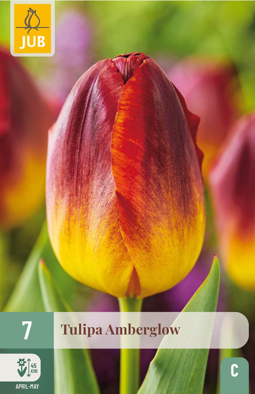 Triumph-Tulpen Amberglow