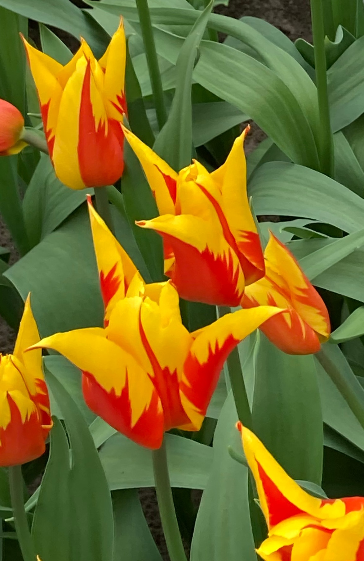Nahaufnahme mehrerer gelb-rot geflammter Tulpen vor grünen Blättern