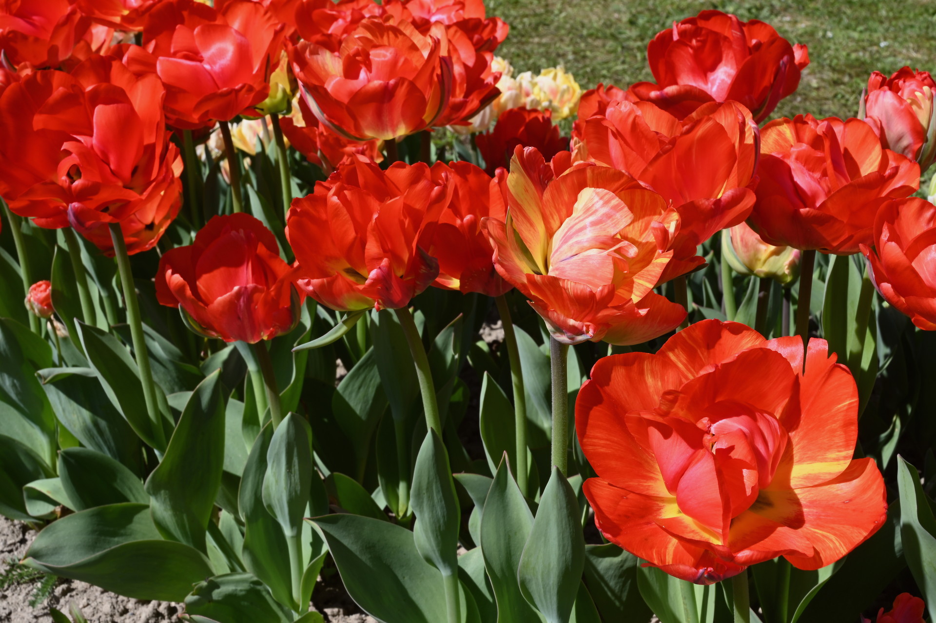 Gefüllte späte Tulpen Red Bono
