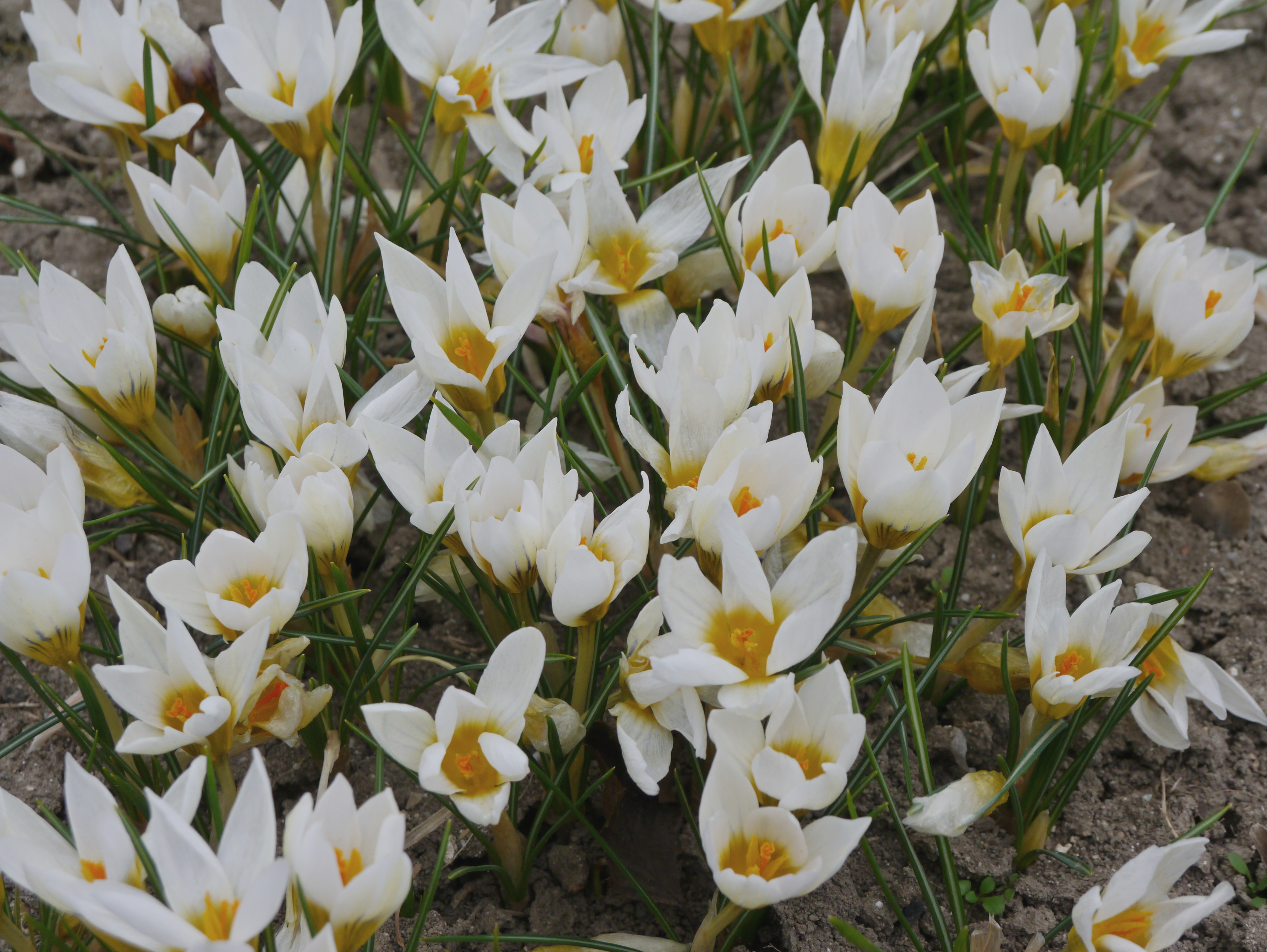 240845_Crocus chrysanthus Snowbunting Nahaufnahme mehrerer weißer Krokusse mit gelbem, orangefarbenem Blütenzentrum auf Erde