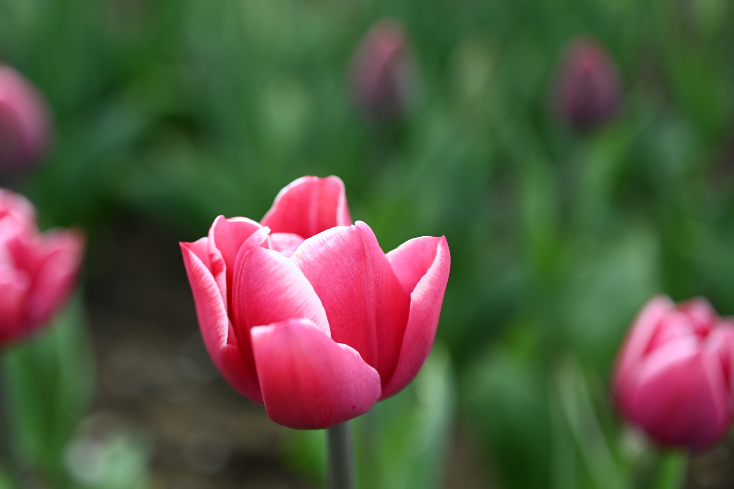 Nahaufnahme einer rosa Tulpe im Beet, zarter Farbverlauf und unscharfer grüner Hintergrund