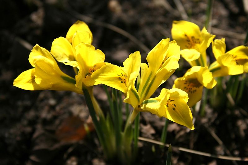 265235_Iris danfordiae_1 Nahaufnahme mehrerer leuchtend gelber Irisreticulata-Blüten mit grünen Blättern auf dunklem Boden, von Sonnenlicht beleuchtet