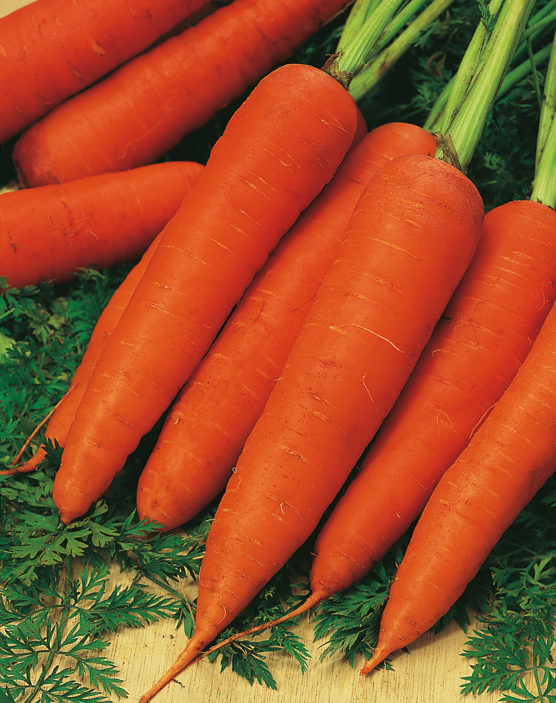 Möhren Rote Riesen