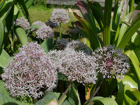 Allium karataviense Nahaufnahme von blühendem Zierlauch (Allium) mit kugeligen, hellvioletten bis weißen Blütenständen und breiten grünen Blättern im Gartenbeet