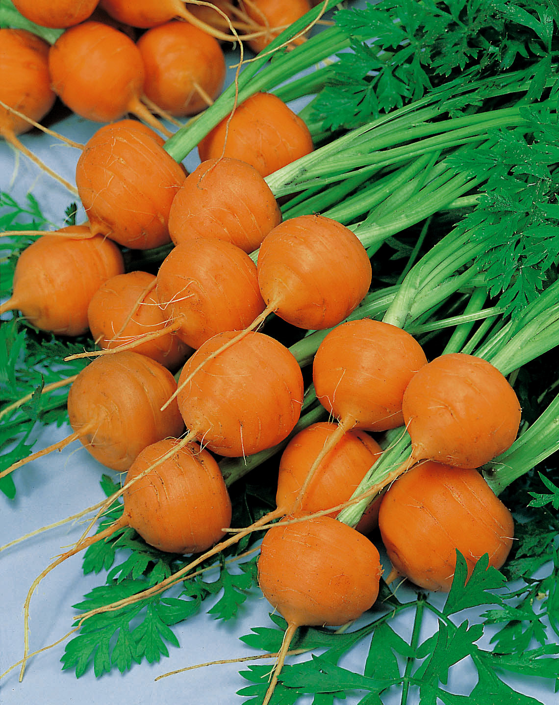 Möhren Pariser Markt