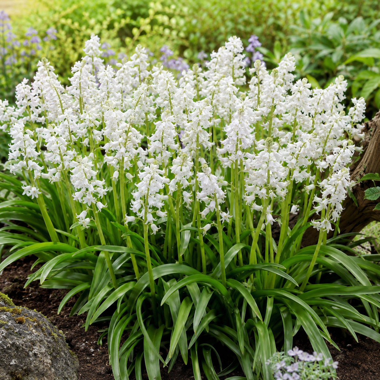 Hyacinthoides hispanica White City