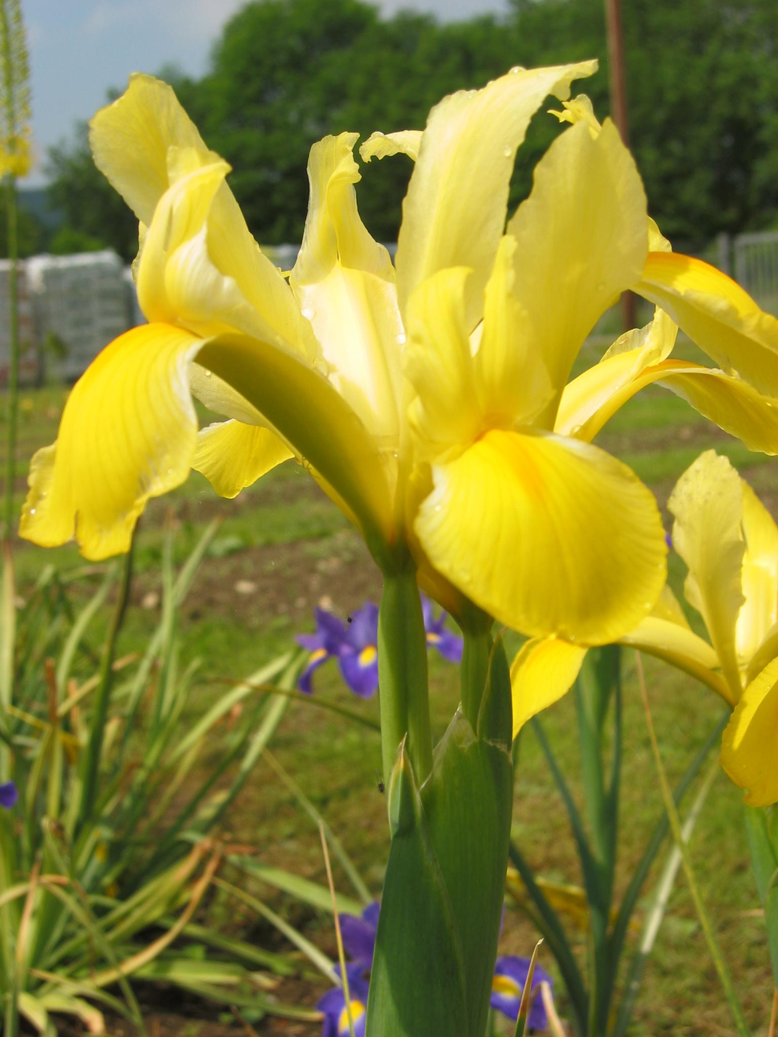 262608_Iris hollandica Golden Harvest Nahaufnahme einer gelben Schwertlilie (Iris) mit Tautropfen, grünem Stängel und unscharfem Gartenhintergrund mit violetten Irisblüten