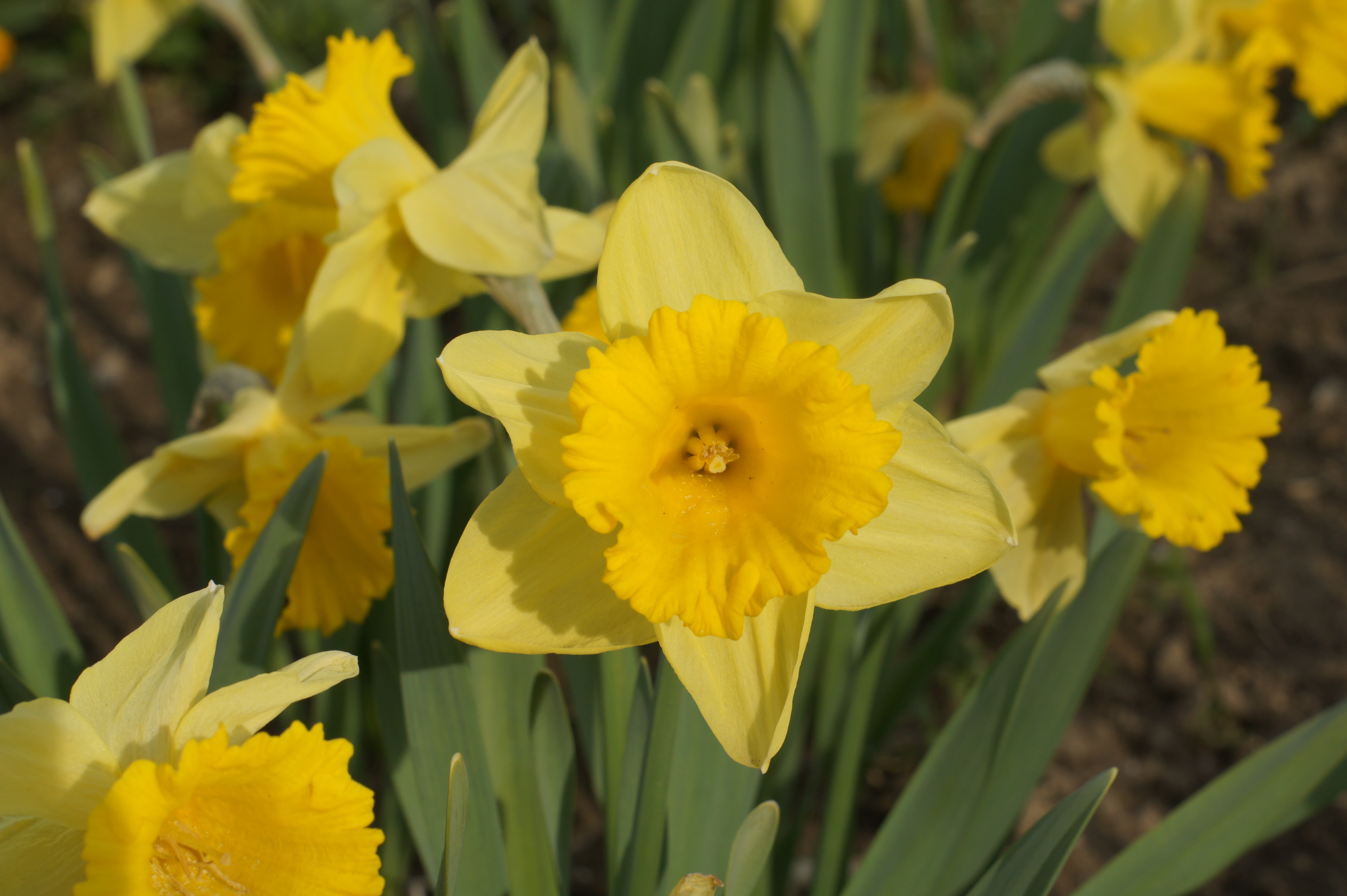 240453_Cyclamineus-Narzissen Kiss Me Nahaufnahme mehrerer gelber Narzissen (Osterglocken) mit trompetenförmigem, gewelltem Mittelkelch und grünen Blättern im Blumenbeet