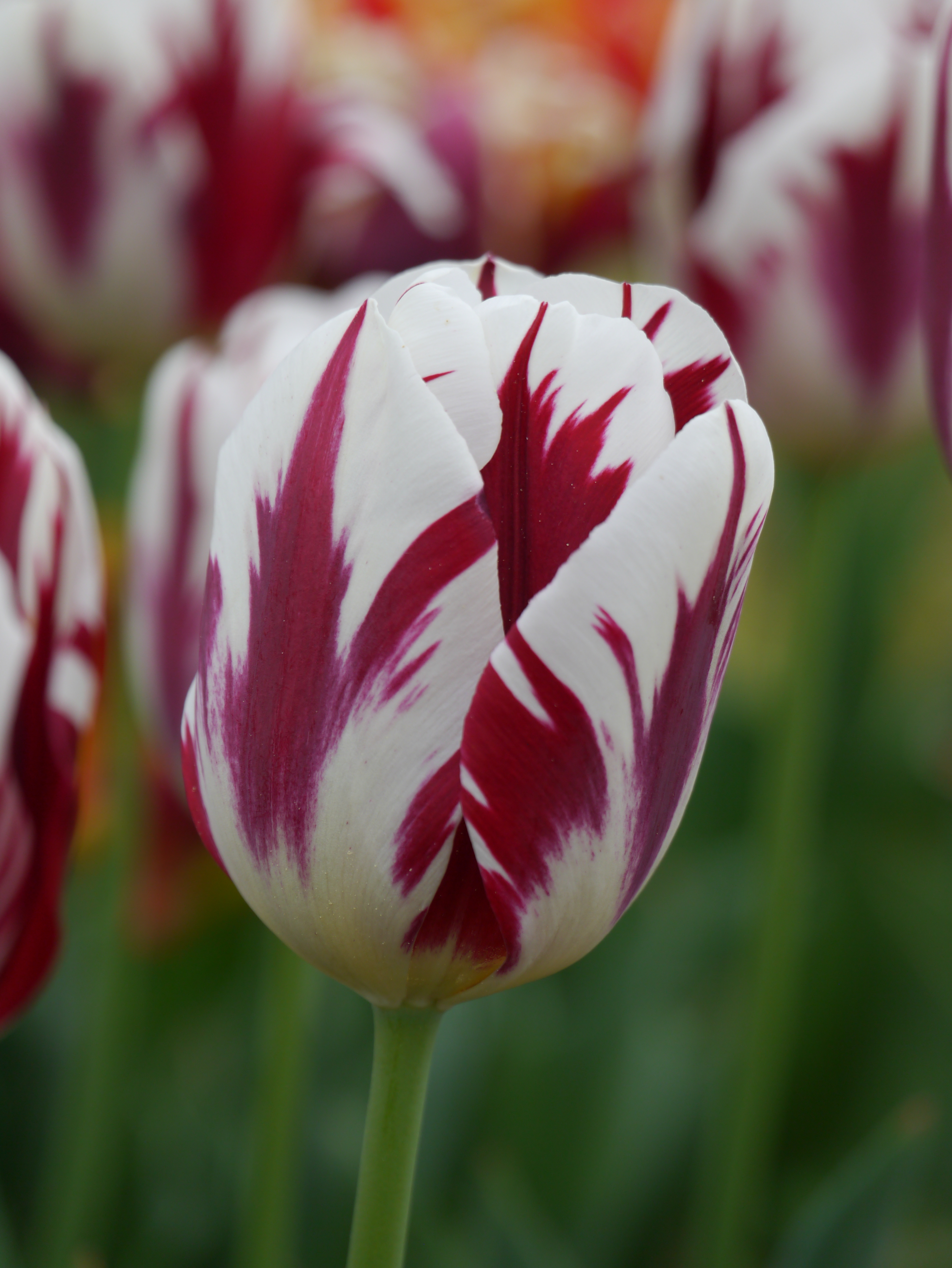Triumph-Tulpen Grand Perfection