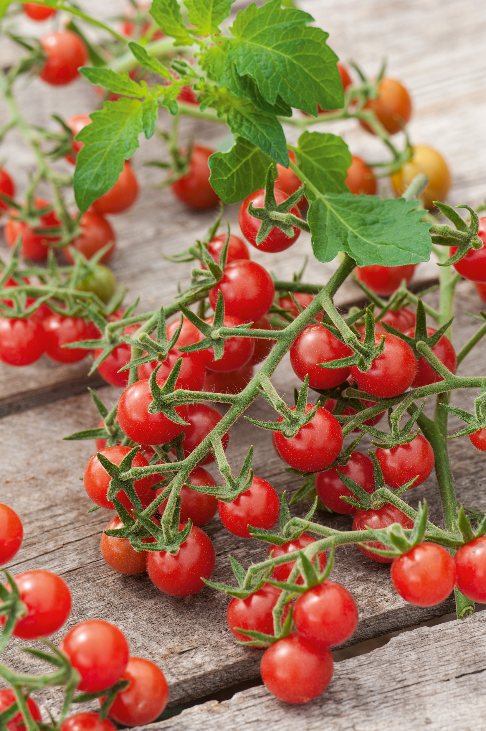 Wildtomaten (Bio) Rote Murmel