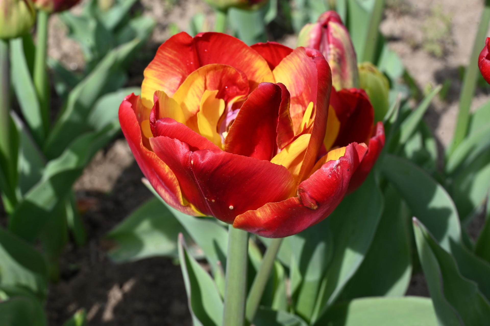 Gefüllte frühe Tulpen  Tropical Sensation