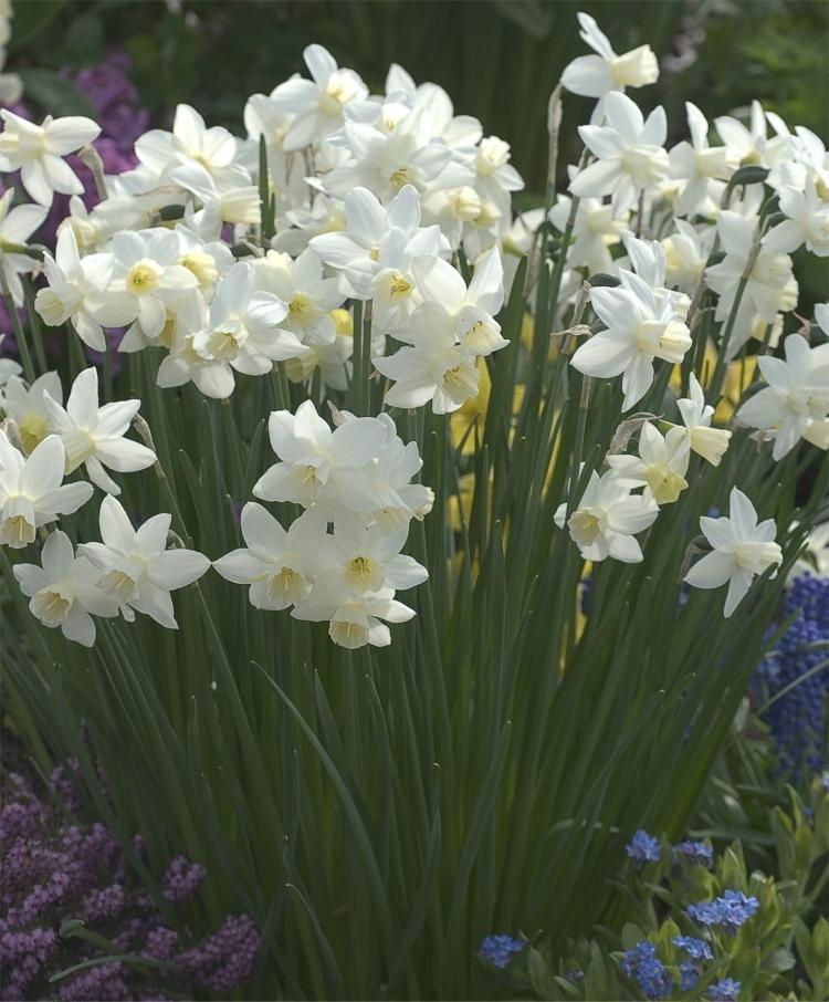 Ziva Mehrere weiße Narzissen (Narcissus) mit gelblich-weißen Trompeten und langen grünen Blättern in einem Gartenbeet, umgeben von blauen und violetten Frühjahrsblumen