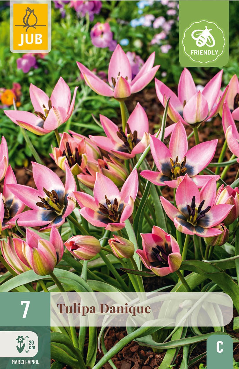 Tulipa  Danique