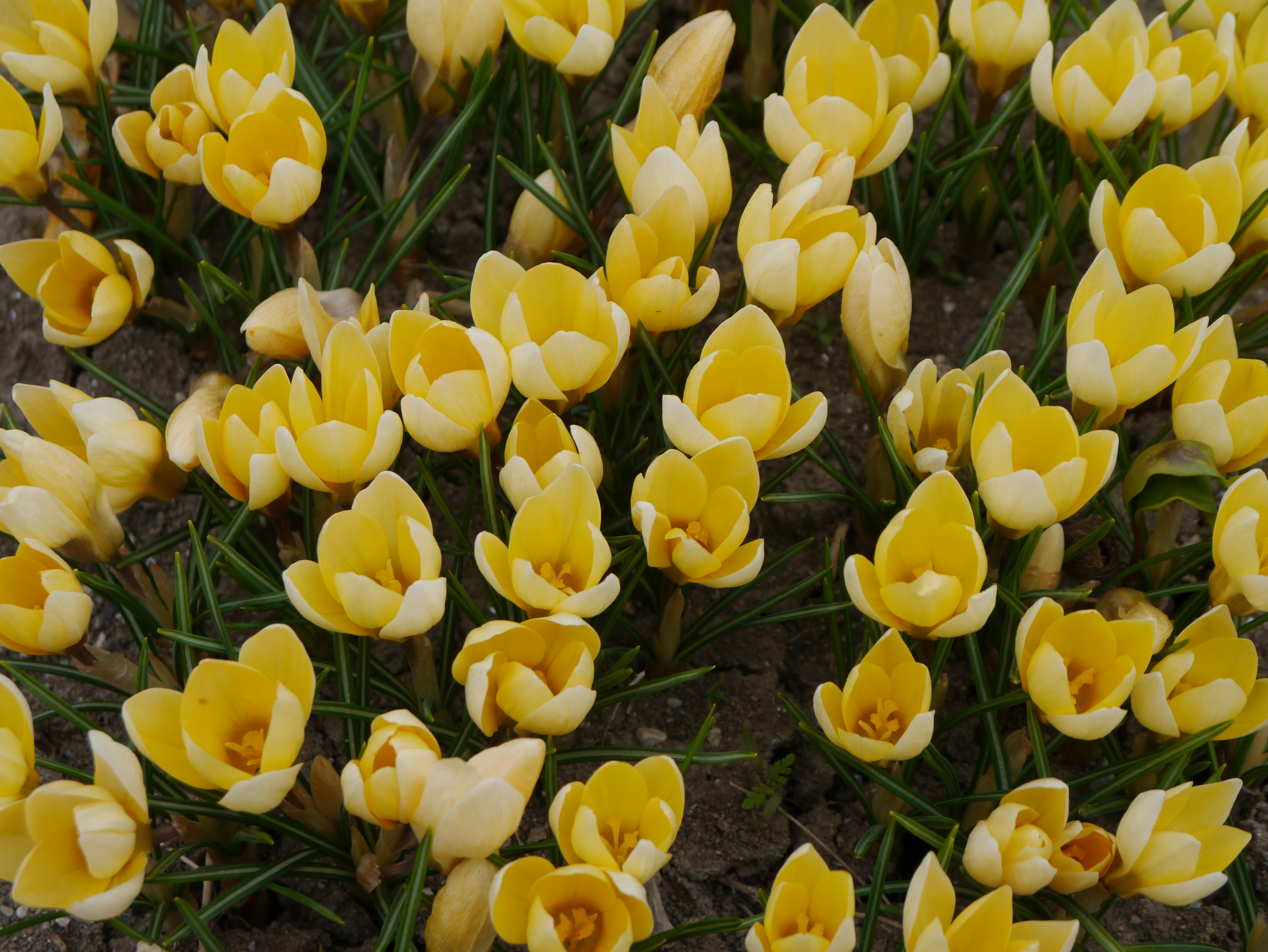 Crocus chrysanthus Romance