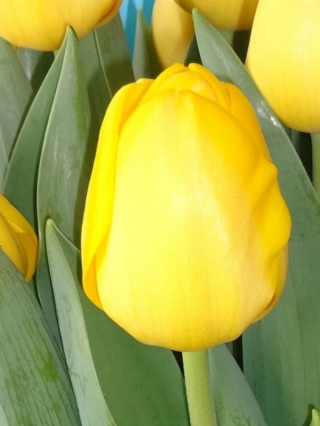 Darwin-Hybrid-Tulpen Novi Sun