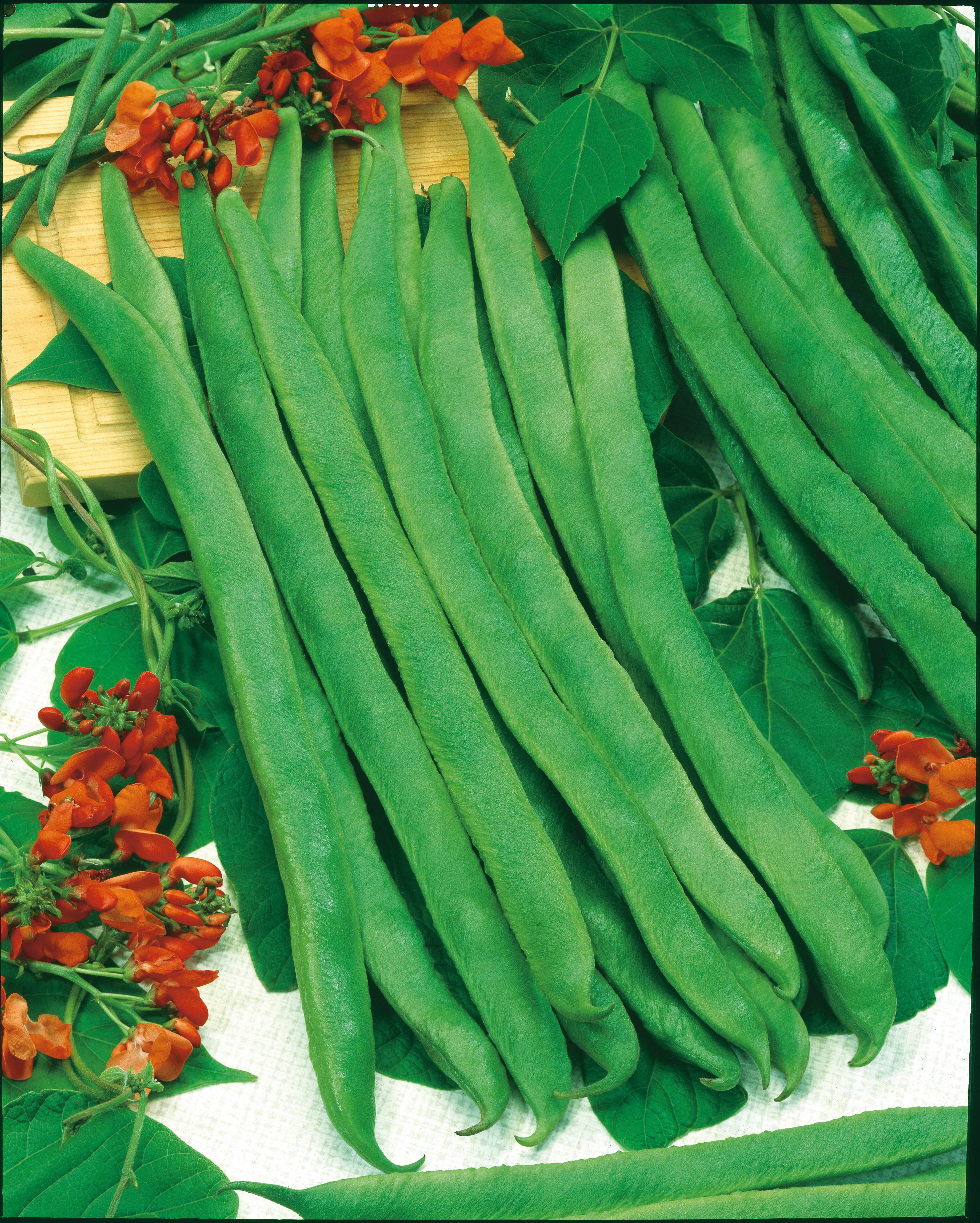 Feuerbohnen (Bio) Preisgewinner