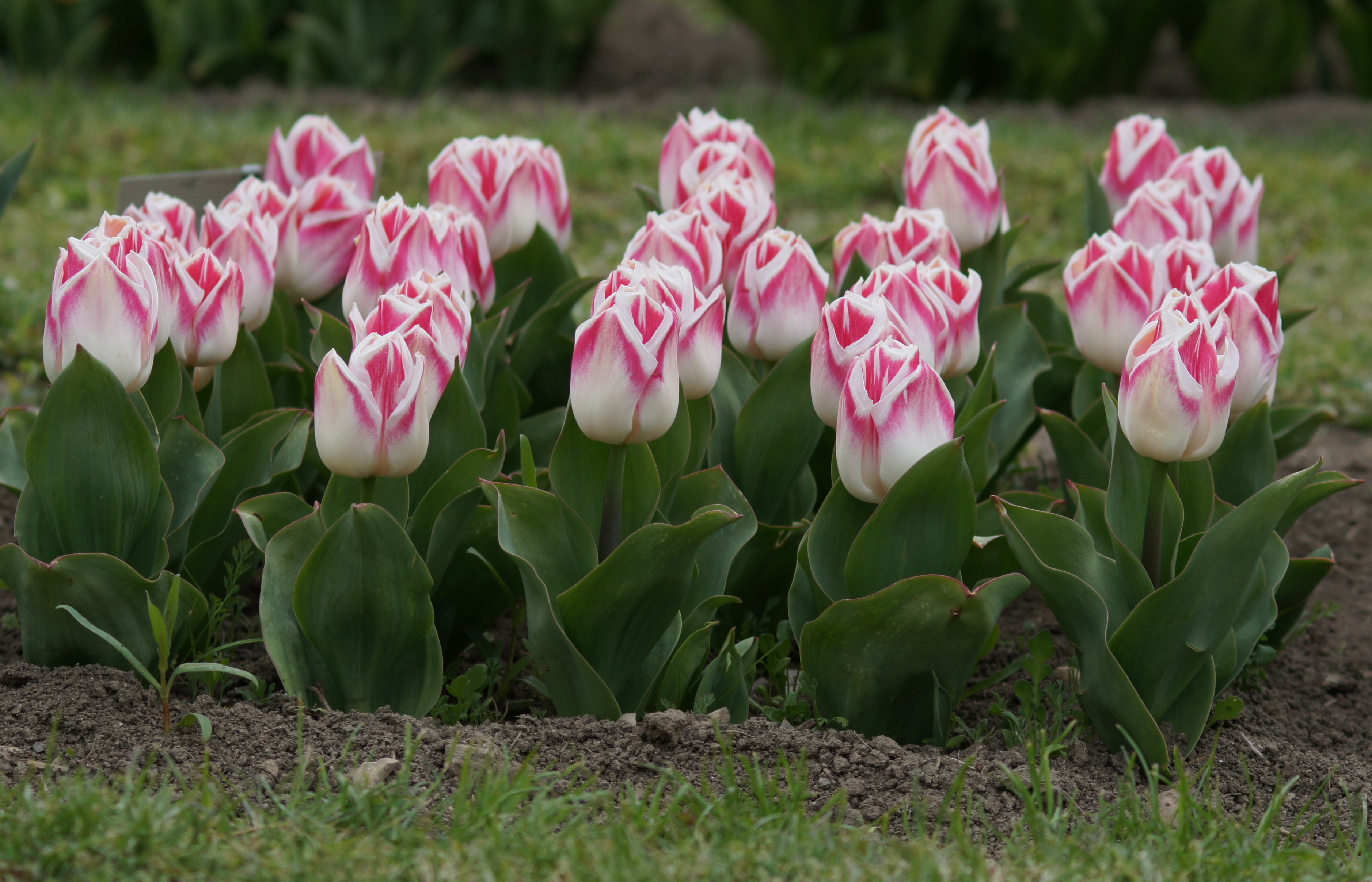 Triumph-Tulpen Pleasure