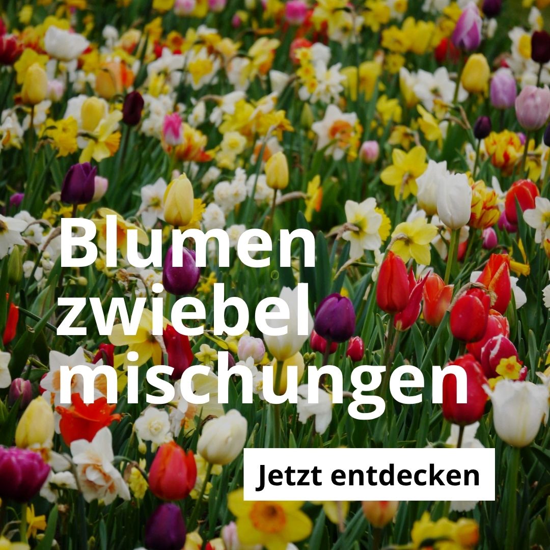 Blumenzwiebel-Mischungen