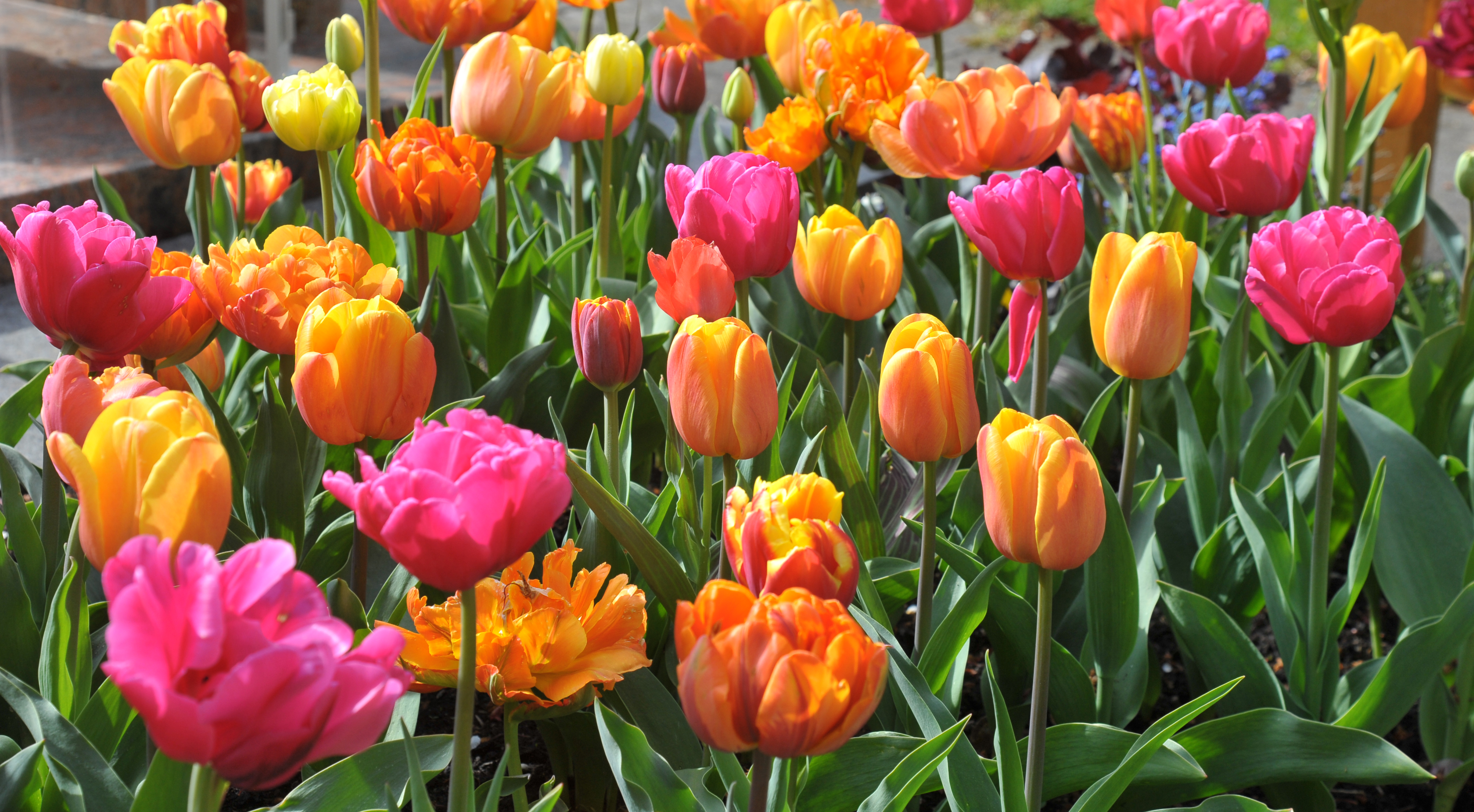 22024_Marlena Marie Bunte Tulpen im Beet, leuchtende pinke, orange und gelbe Blüten mit grünem Laub