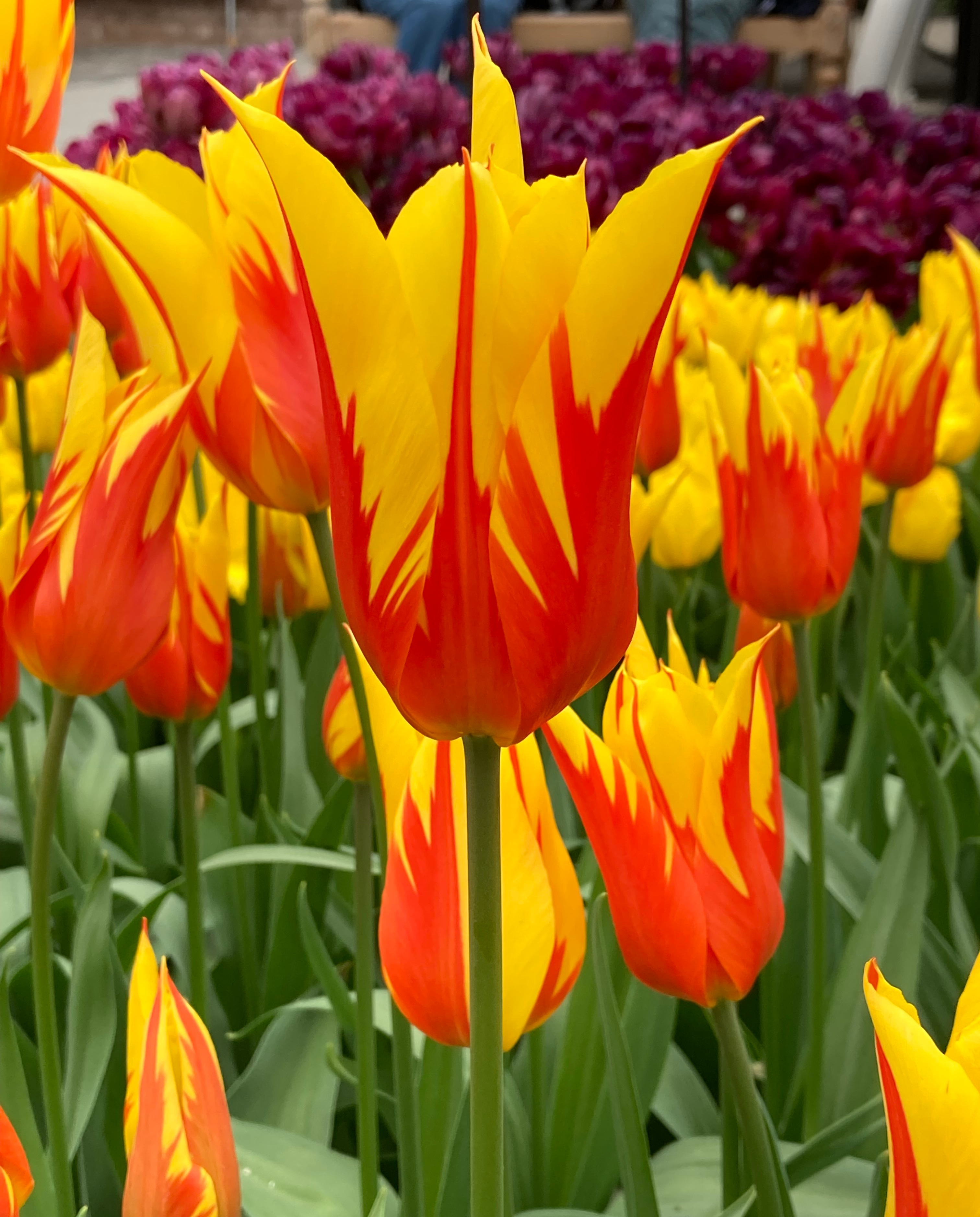 227532_Lilienblütige Tulpen Fire Wings Nahaufnahme mehrerer gelb-roter Tulpen mit flammenartigem Rotmuster auf gelben Blütenblättern, grünen Stielen und Blättern, Teil eines Frühlingsbeets