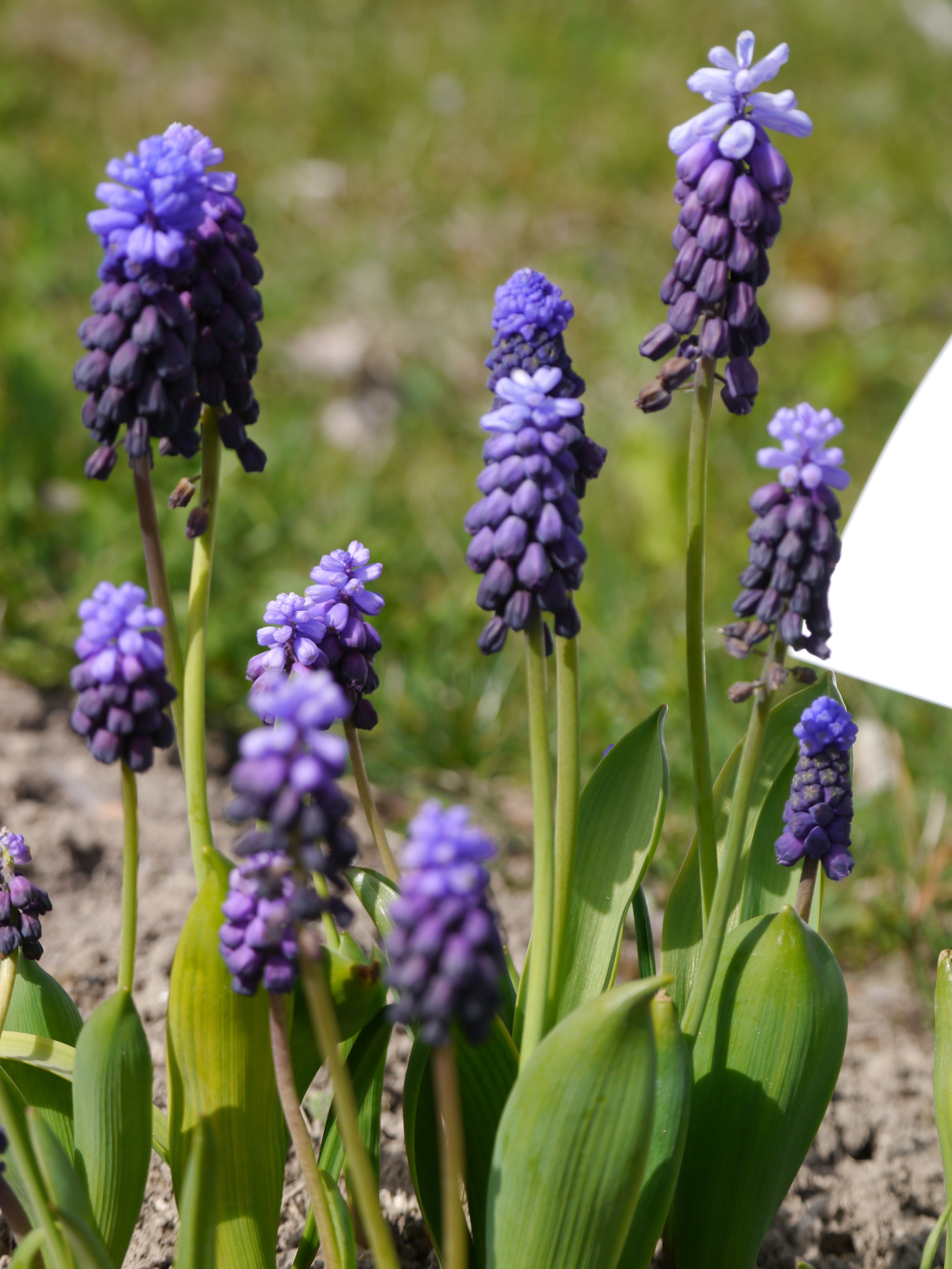Muscari latifolium