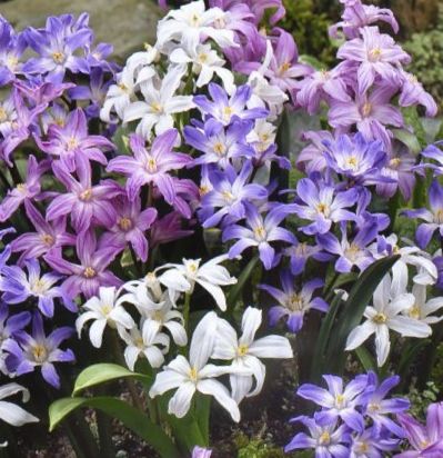 266129_Chionodoxa Mix_1 Nahaufnahme einer dichten Pflanzung von Sternhyazinthen (Chionodoxa) mit sternförmigen Blüten in Blau, Lila, Rosa und Weiß, umgeben von grünen Blättern