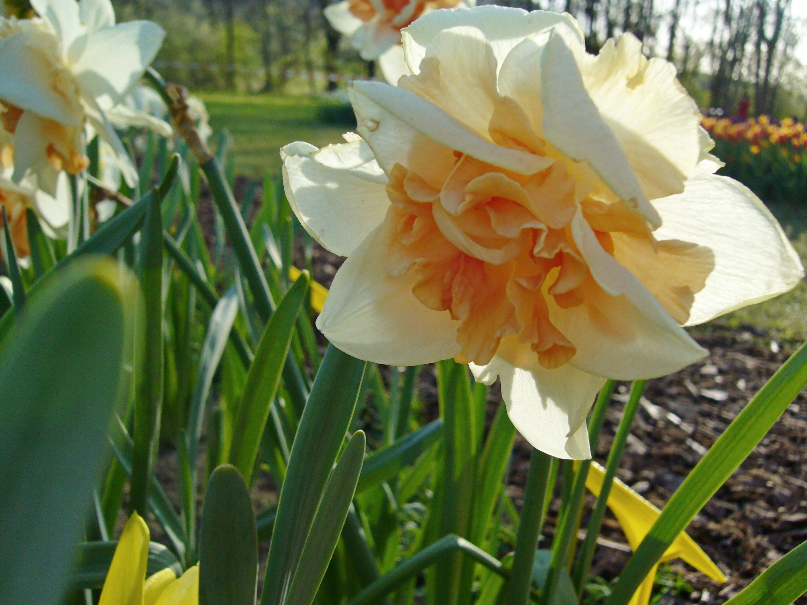 242162_Gefüllte Narzissen Flower Drift Nahaufnahme einer gefüllten Narzisse (Doppel-Narzisse) in Pastellgelb bis Apricot mit grünen Blättern und unscharfem Gartenhintergrund bei Sonnenschein