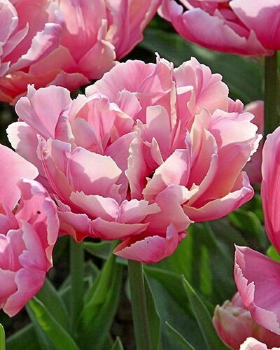 Gefüllte späte Tulpen Pink Star