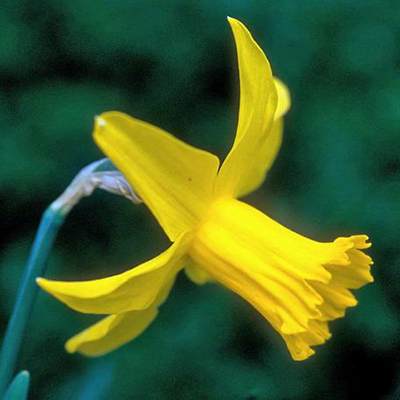Cyclamineus-Narzissen February Gold