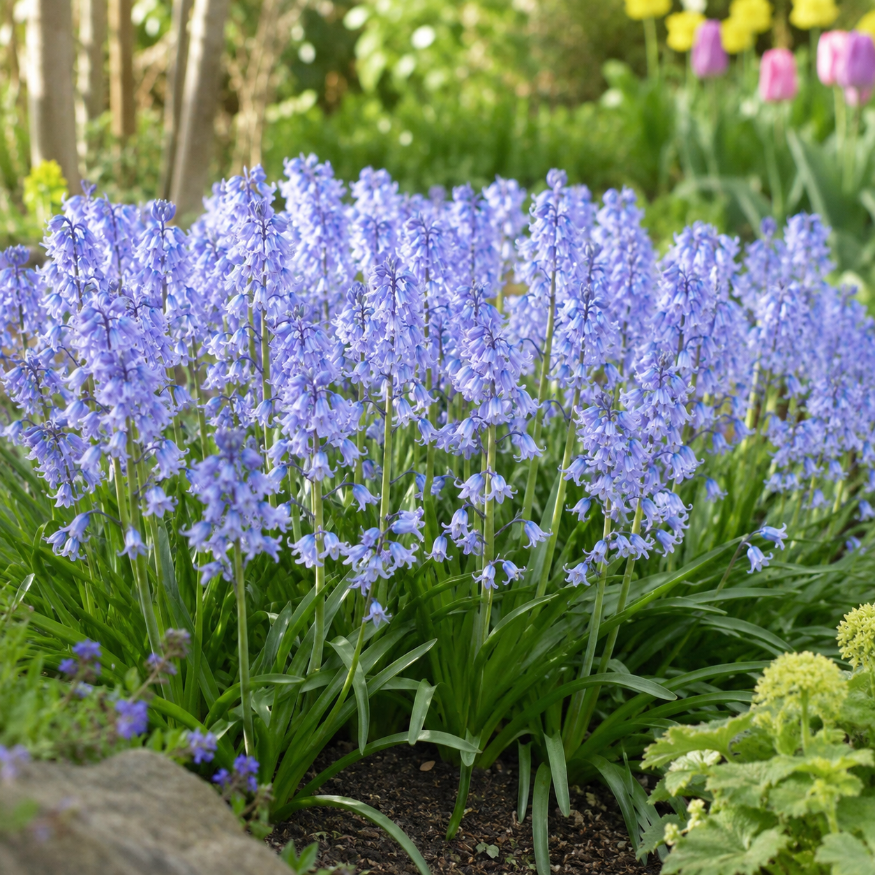 Hyacinthoides hispanica Blue