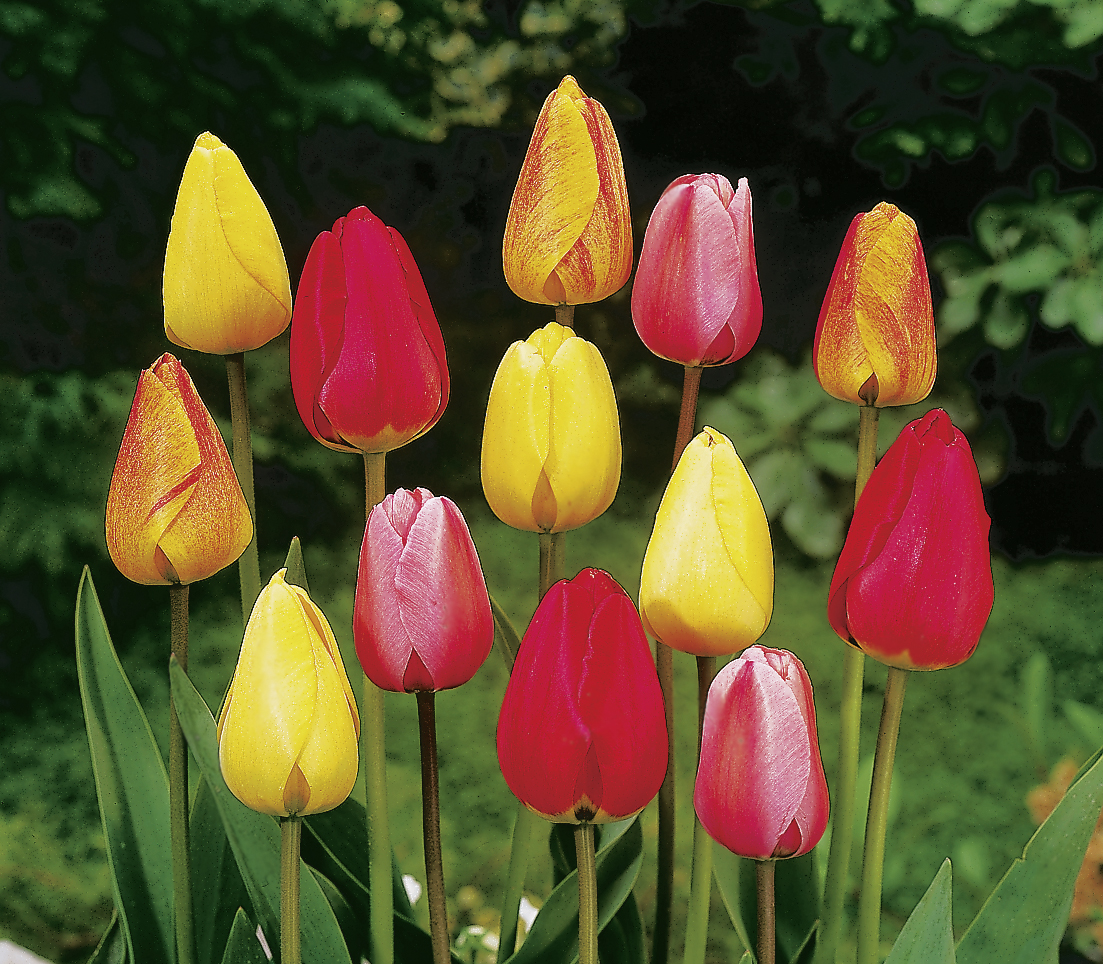 224992_D.-H.-Tulpen Mischung FM Nahaufnahme bunter Tulpen in Gelb, Rot und Rosa mit grünen Blättern im Garten