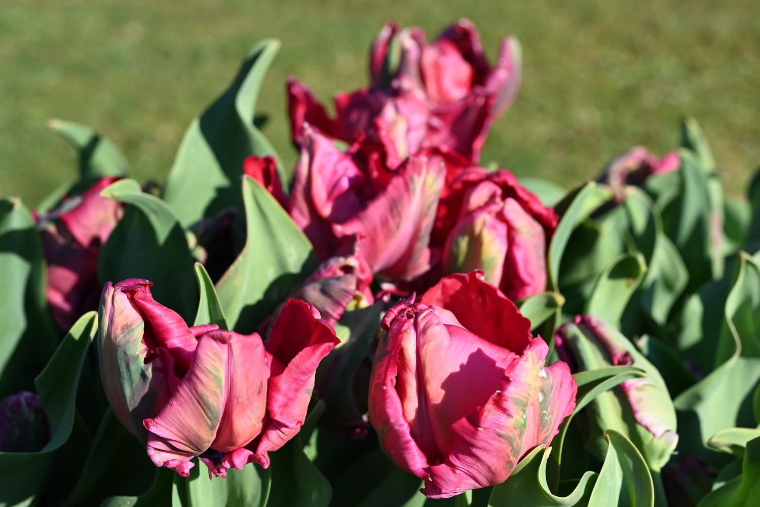 Nahaufnahme gefranster rosa-rot marmorierter Papageientulpen mit grünen Blättern im Blumenbeet
