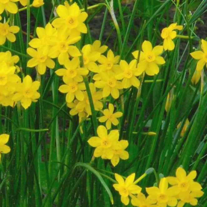 Nahaufnahme gelber Mini-Narzissen (Osterglocken) mit zahlreichen Blüten und schlanken grünen Blättern