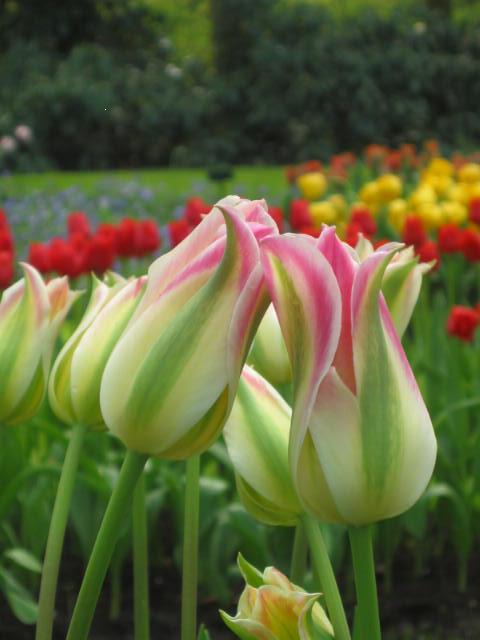 237742_Lilienblütige Tulpen Elegant Lady_ Nahaufnahme rosa-grün gestreifter Tulpenknospen in einem Blumenbeet, unscharfer Hintergrund mit roten und gelben Tulpen und grünem Laub