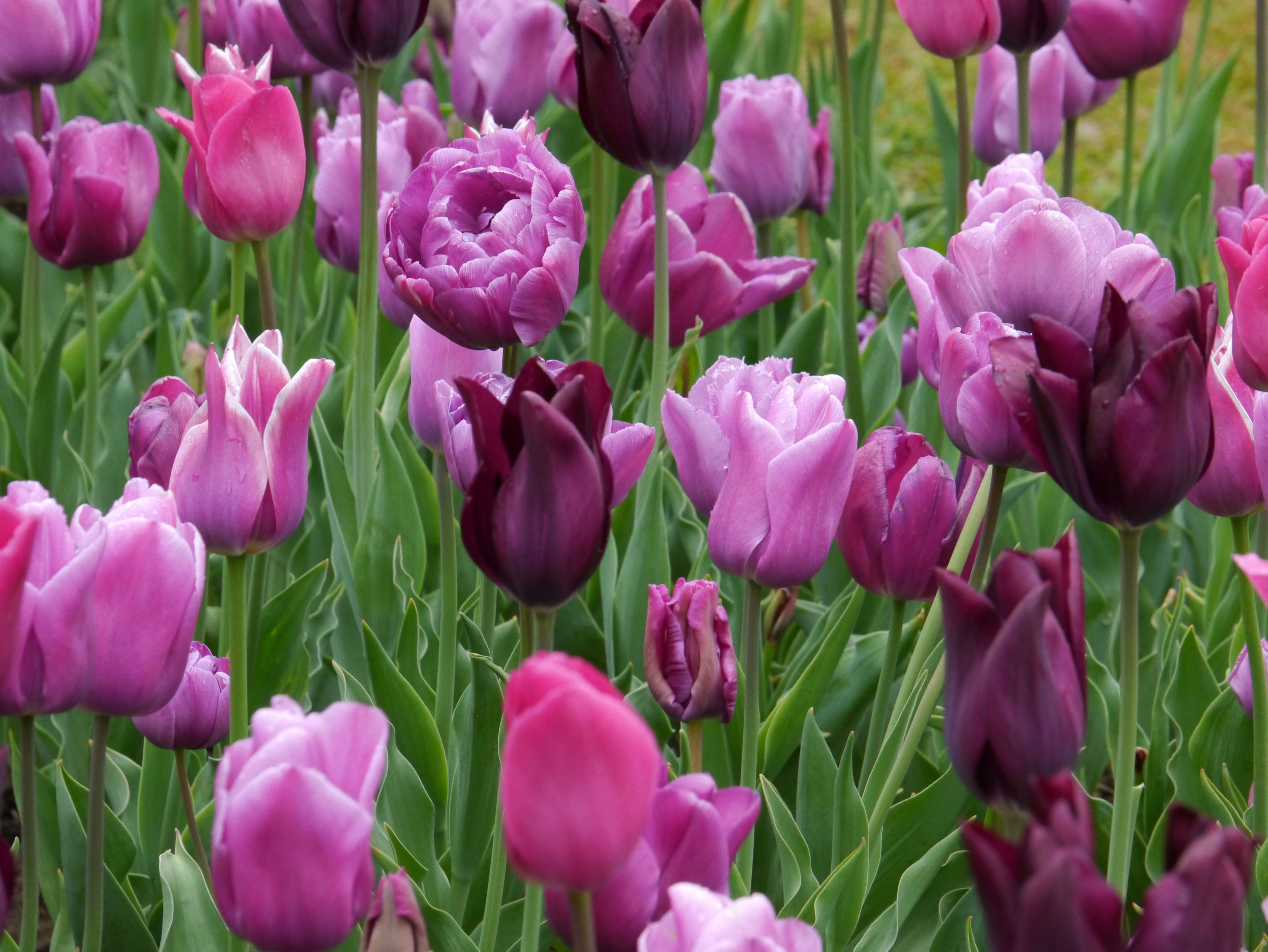 22014_Töne in Blau-Violett Nahaufnahme von lila und rosa Tulpen im Blumenbeet mit grünen Blättern und Wassertropfen