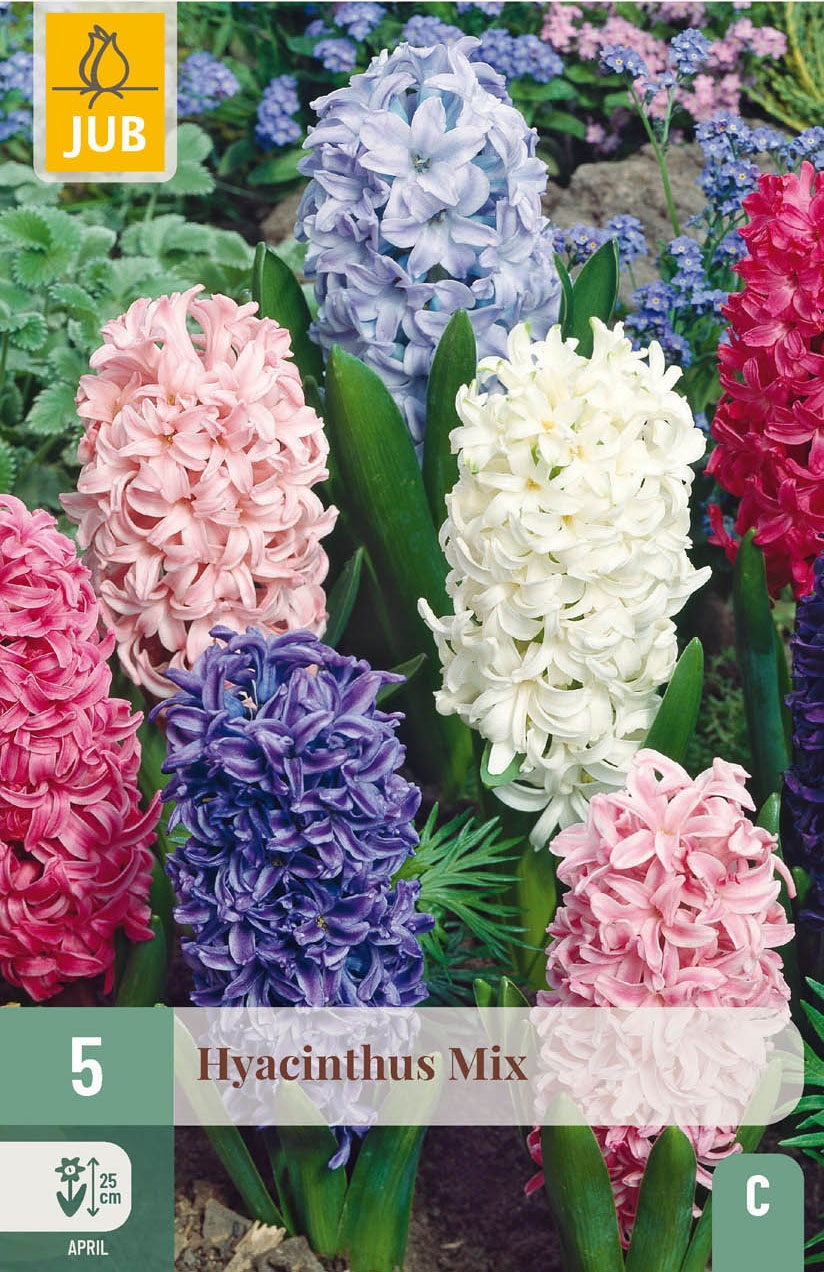 Garten-Hyazinthen Mischung
