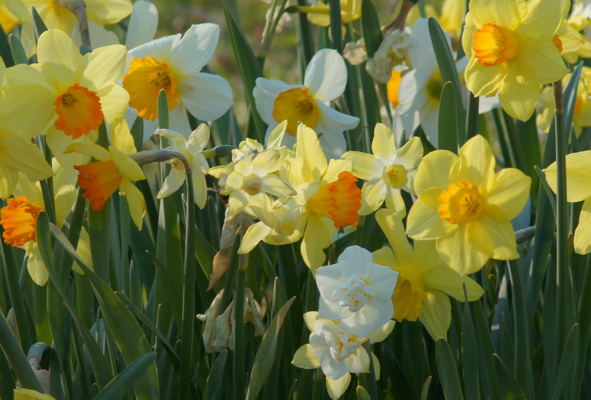 Nahaufnahme bunter Narzissen (gelb und weiß) mit orangefarbener Trompete, blühendes Beet im Frühling