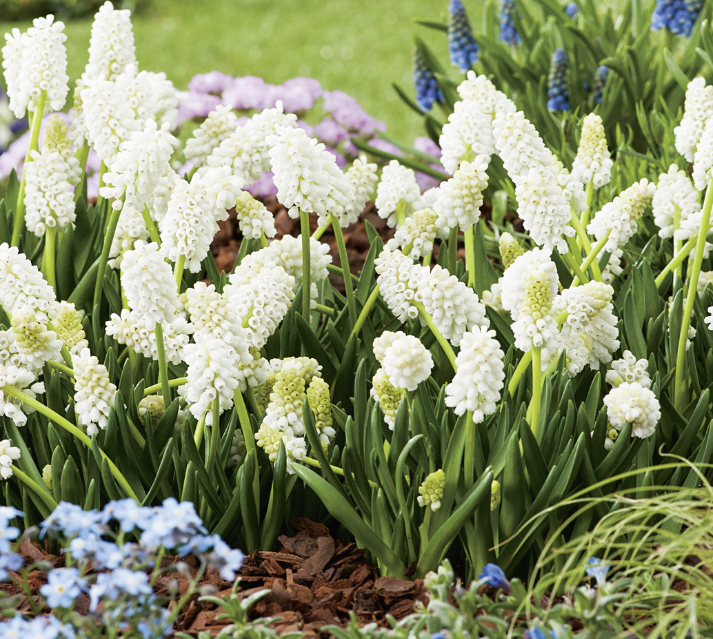 265310_Muscari White Magic FM Nahaufnahme weißer Traubenhyazinthen (Muscari) in einem Gartenbeet, traubenförmige Blüten mit grünen Blättern, im Hintergrund bläuliche und rosafarbene Frühlingsblüten
