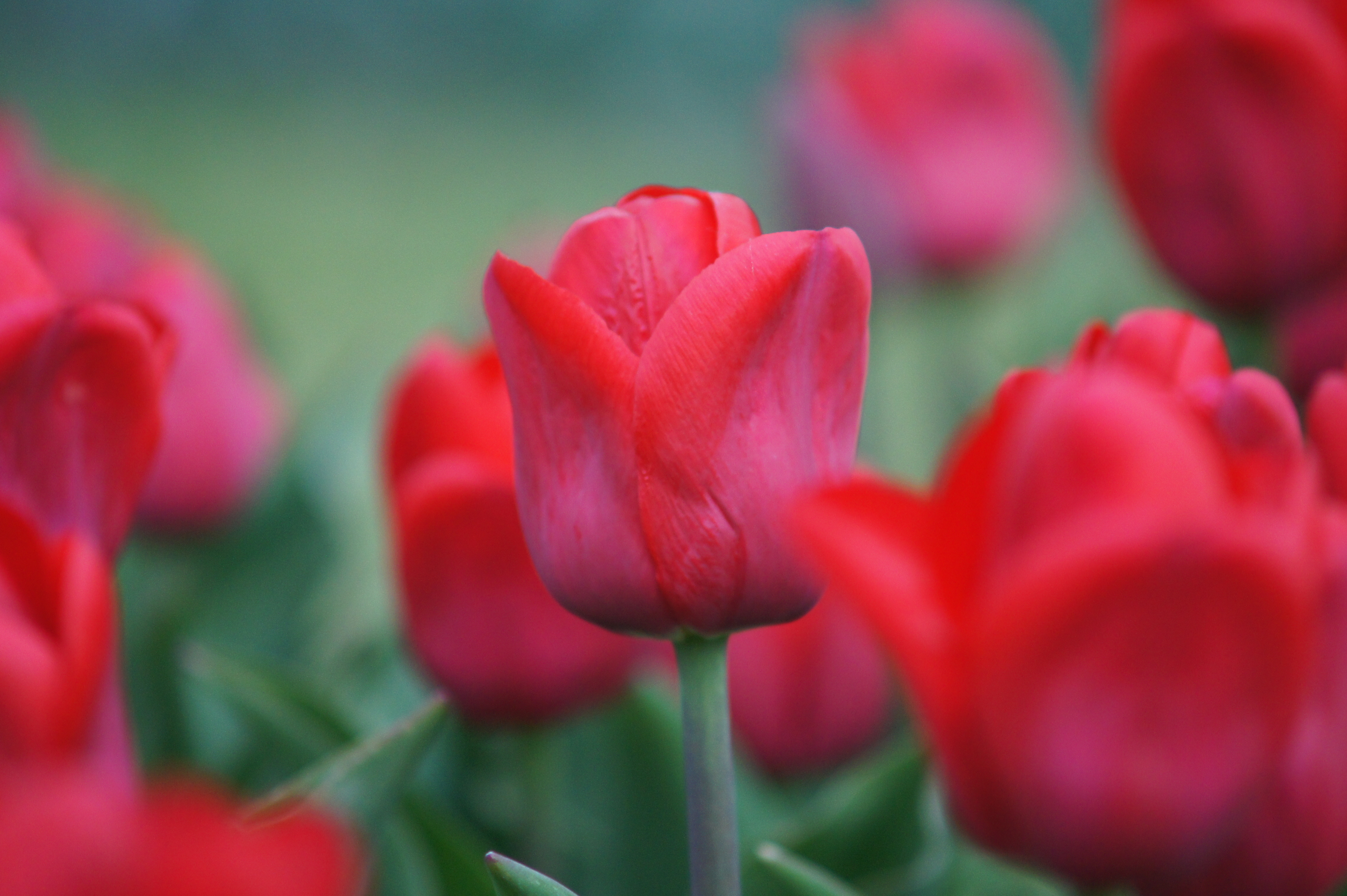 223702_Triumph-Tulpen First Star_1 Rote Tulpe Nahaufnahme mit unscharfem Hintergrund