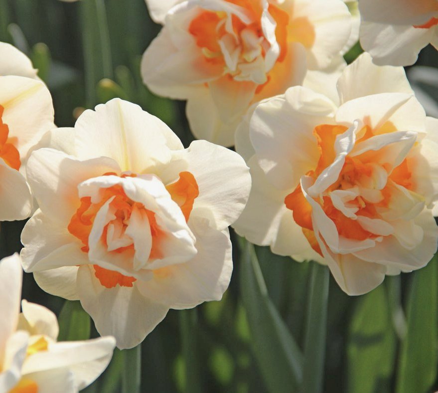 243392_Gefüllte Narzissen Flower Parade Nahaufnahme gefüllter Narzissen (Narcissus) mit cremeweißen Blütenblättern und leuchtend orangefarbener Mitte vor grünem Stängel- und Blattwerk