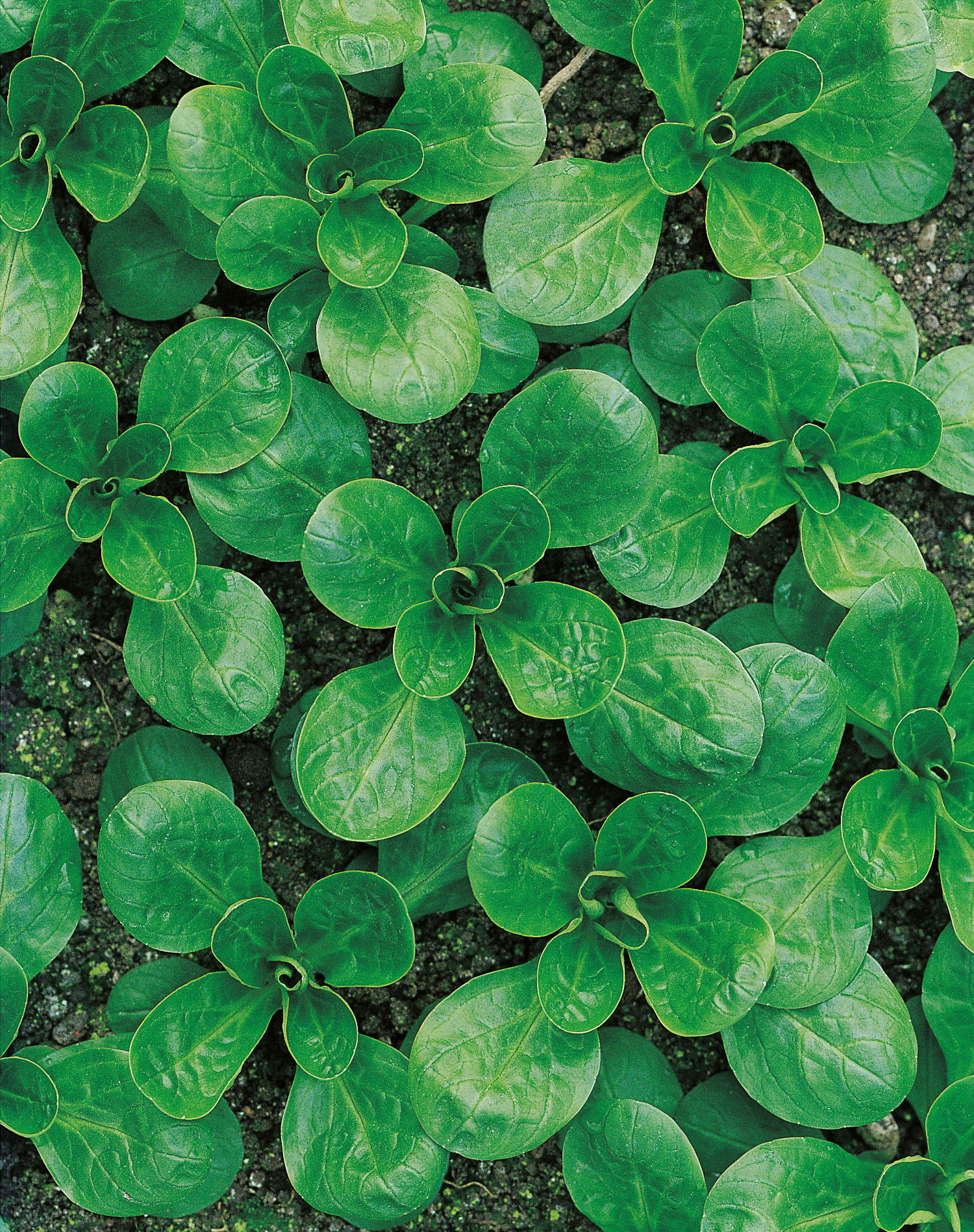 Feldsalat (Bio) Vit