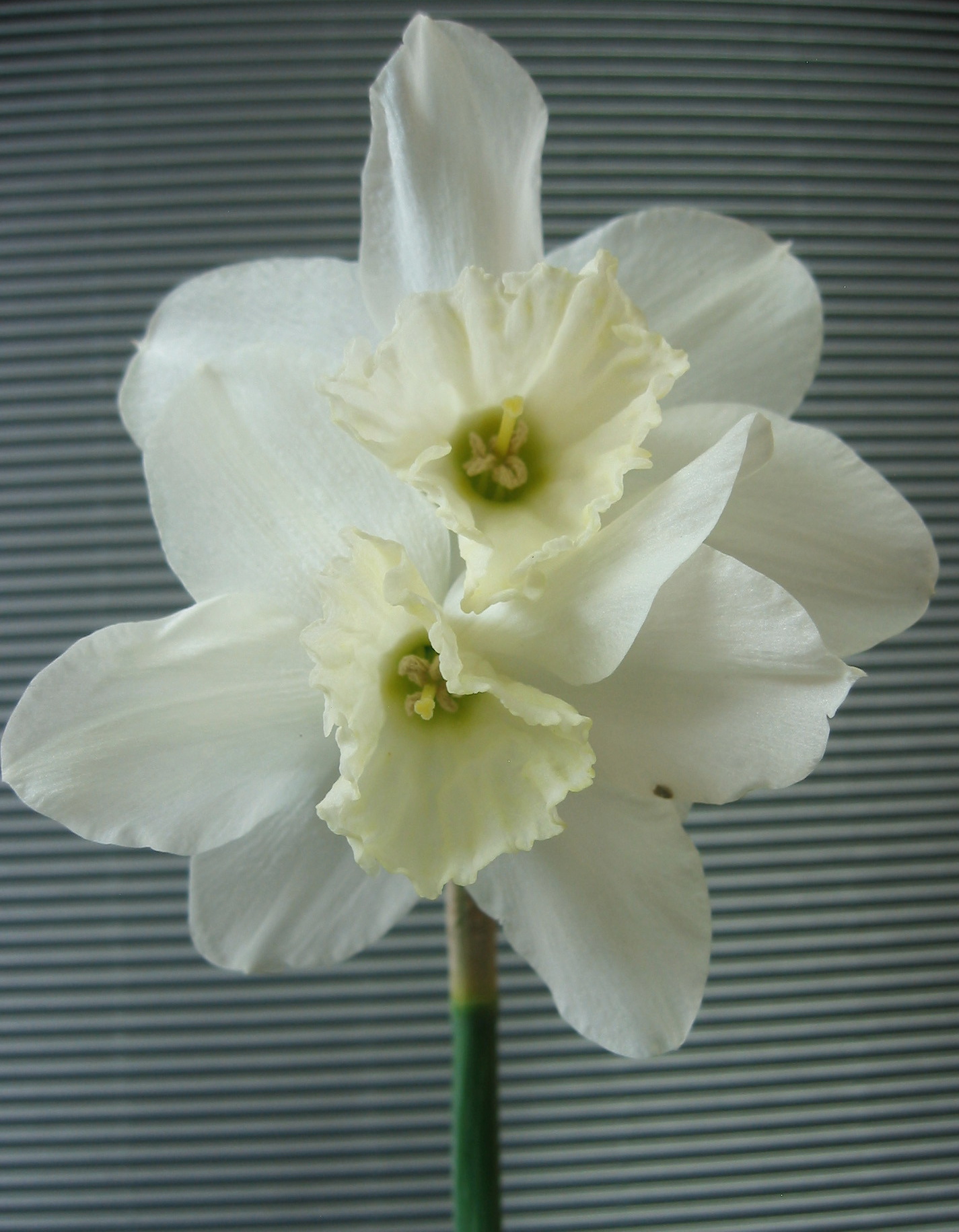 Nahaufnahme einer weißen Narzisse (Narcissus) mit zwei cremegelben, gewellten Trompetenblüten, grünem Stängel und horizontal gestreiftem grauem Hintergrund