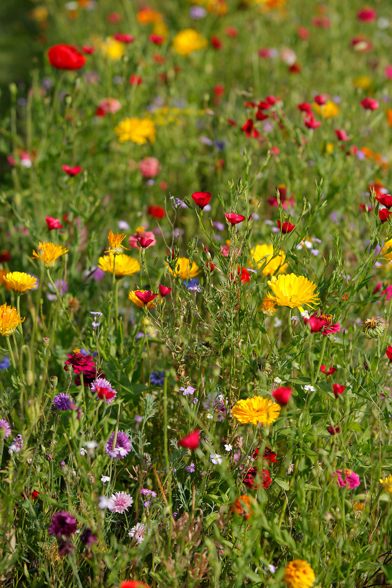 Sommerblumenmischung Mössinger Singvogelmischung