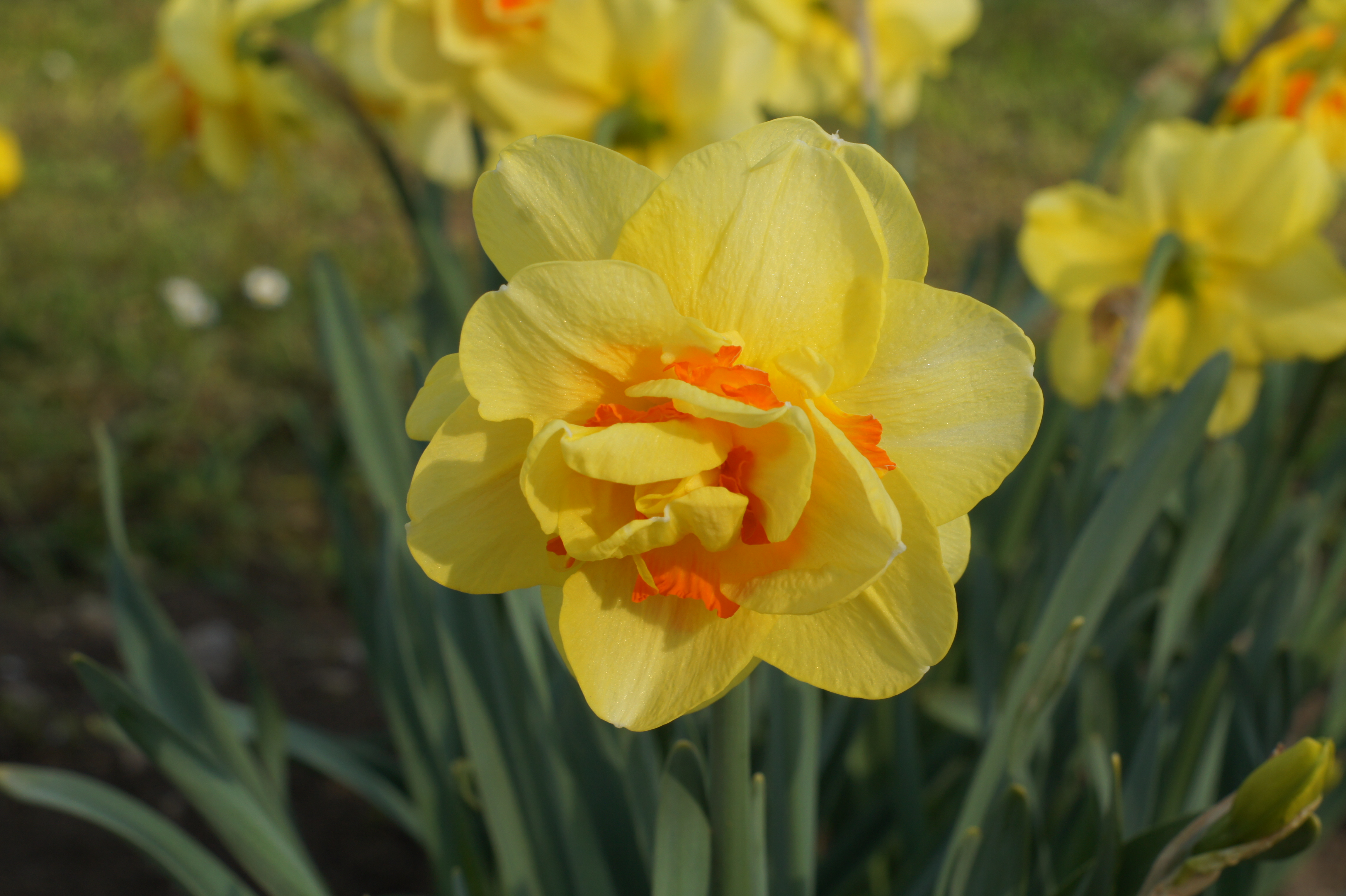 Nahaufnahme einer gefüllten gelben Narzisse mit mehreren Lagen Blütenblättern und orangefarbenem Inneren, im Garten auf grünem Blattwerk