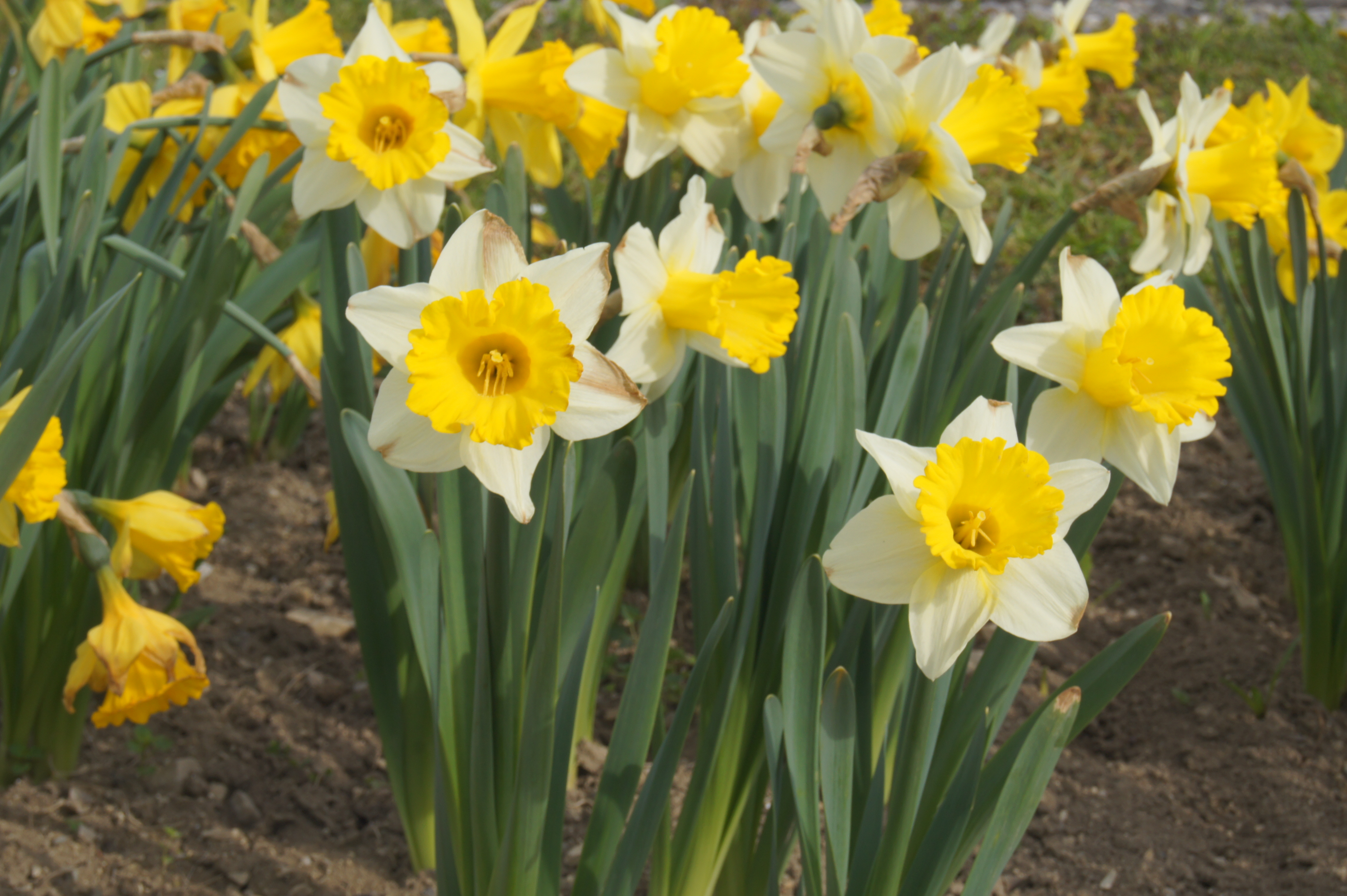 Nahaufnahme von mehreren gelb-weißen Narzissen (Osterglocken) mit grünen Blättern in einem Blumenbeet