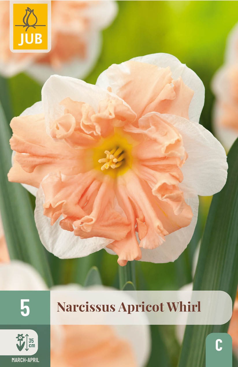 Orchideen-Narzissen Apricot Whirl