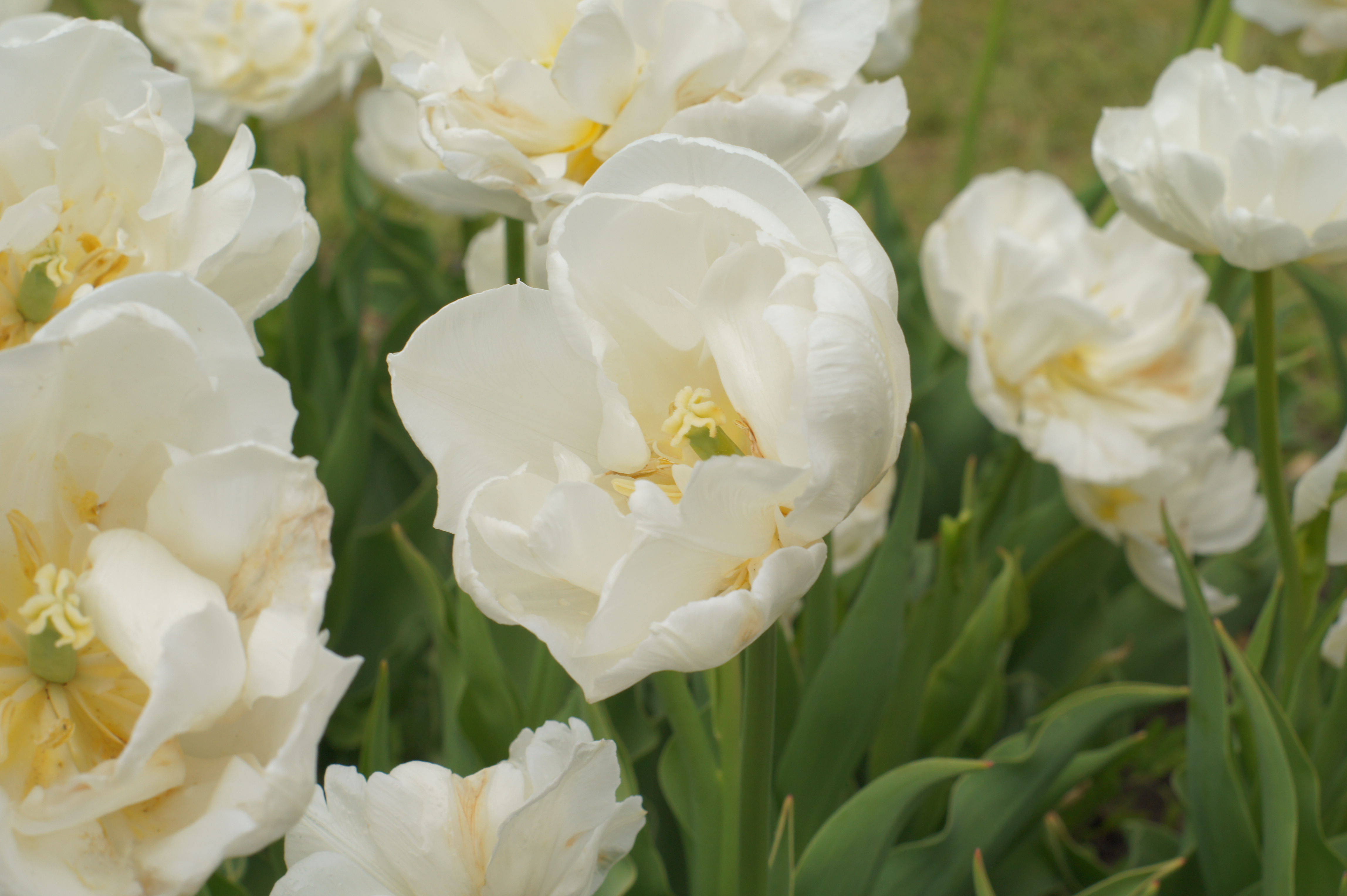 Nahaufnahme mehrerer weißer gefüllter Tulpen mit grünen Blättern im Hintergrund und sichtbaren gelblichen Staubgefäßen