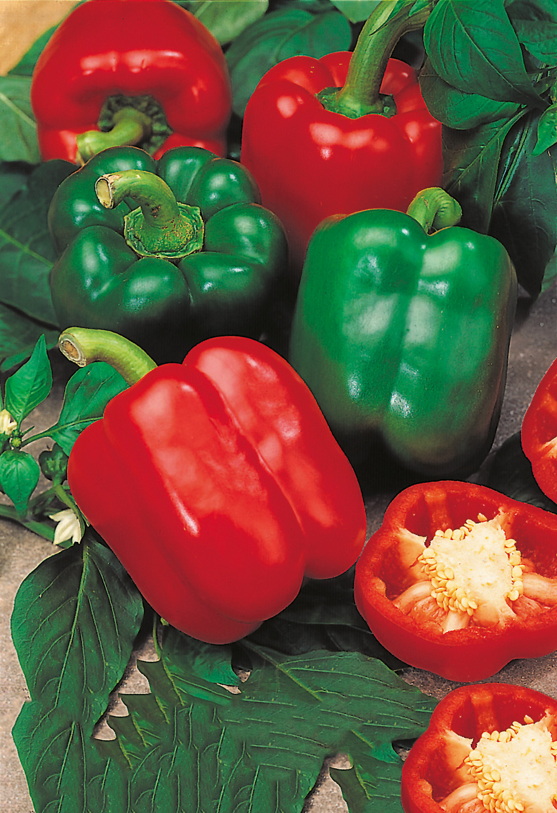 Paprika Neusiedler Ideal