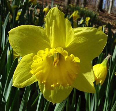 Carlton Nahaufnahme einer gelben Narzisse (Osterglocke) im Garten mit geöffneter Blüte, Knospen und grünen Blättern